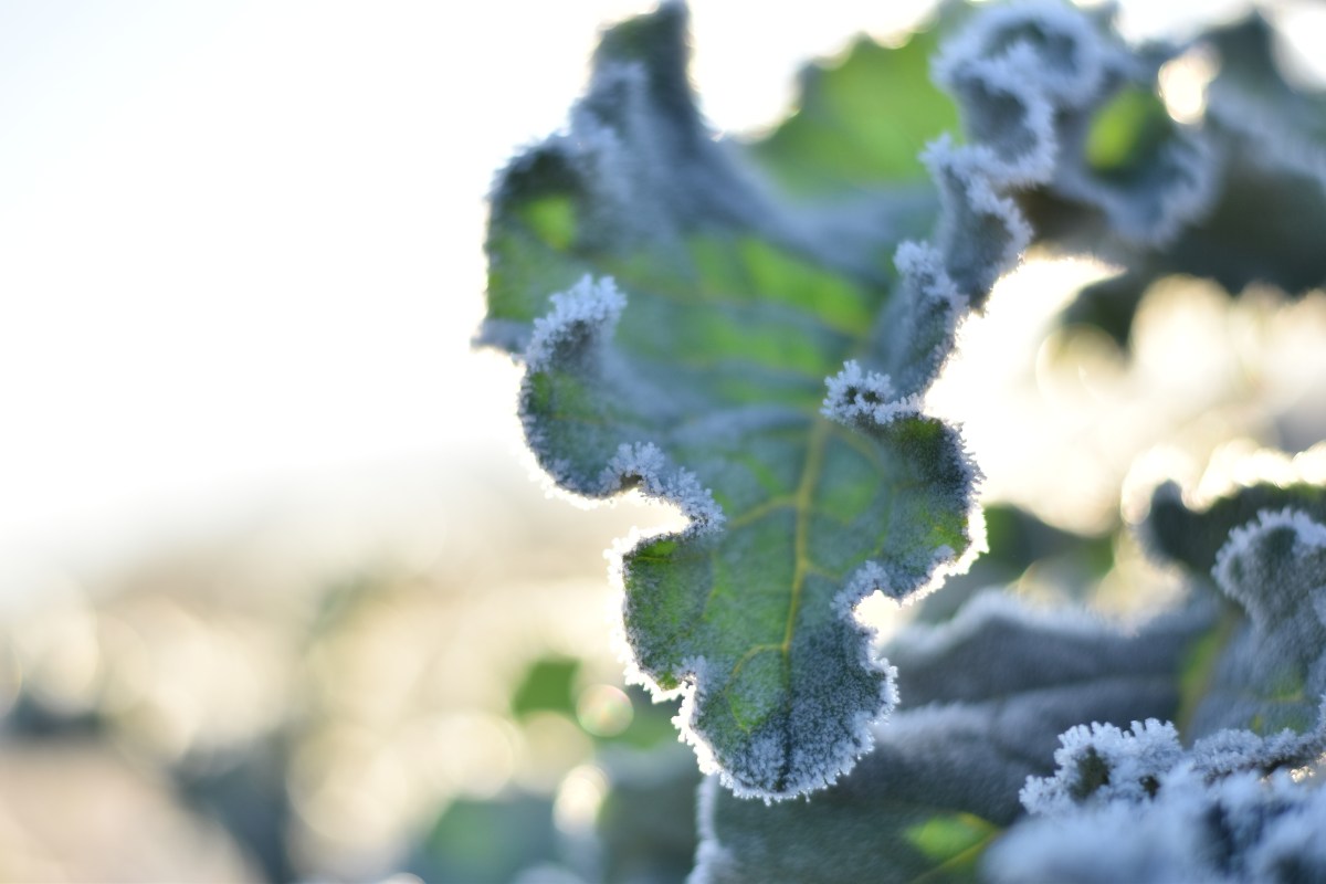 Mrazuvzdorná zelenina